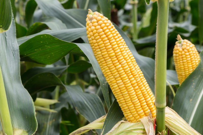 corn cob on agriculture field